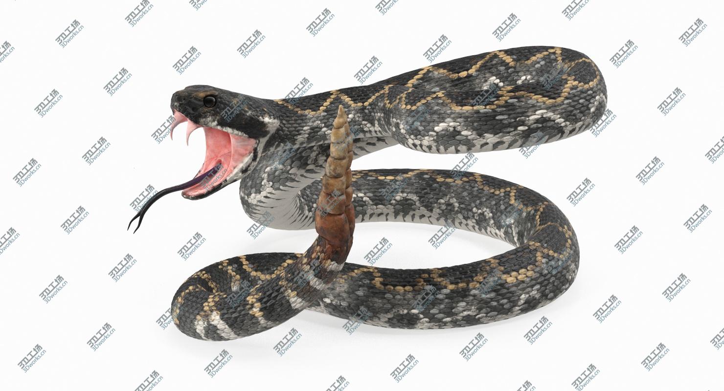 images/goods_img/202105072/3D model Dark Rattlesnake Attack Pose 3D Model/3.jpg